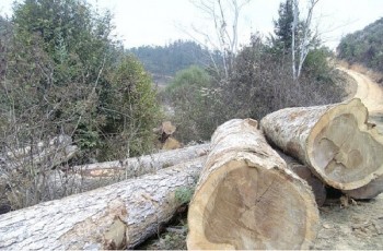 UPDATE: Bảng báo giá các loại gỗ tự nhiên mới nhất 2020